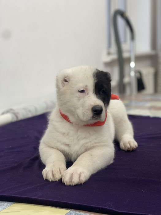 Продам шикарную девочку алабая