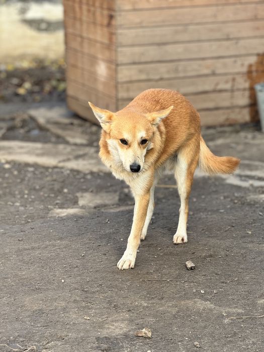 Феликс ищет семью и дом.