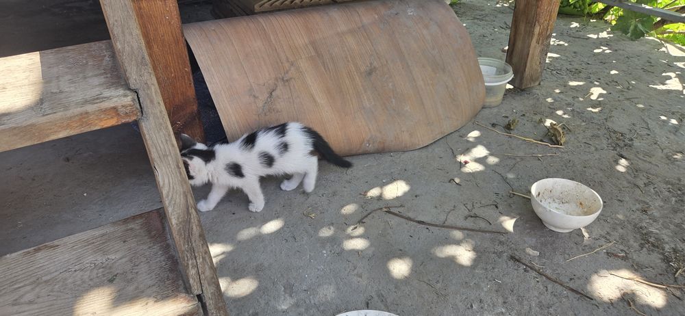 Отдам котят в хорошие руки