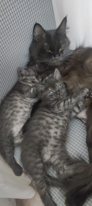 Отдам котят в  добрые  руки