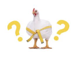 Яйцо инкубацинный бройлера