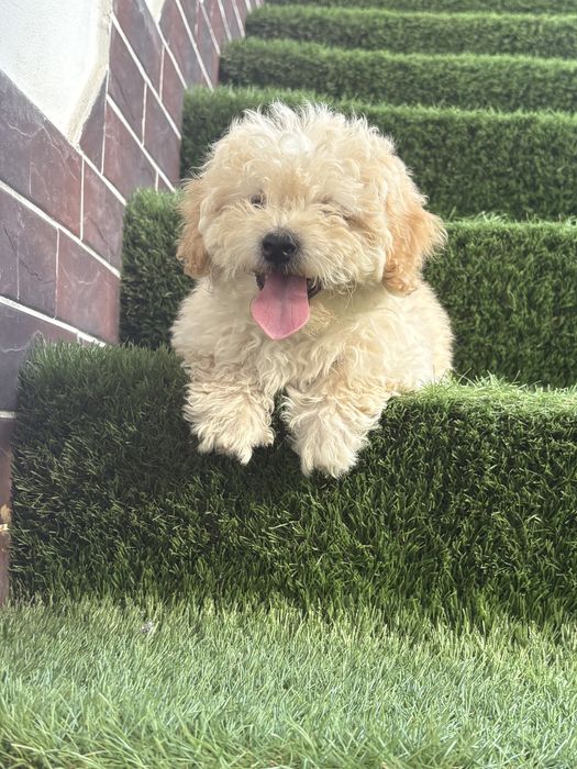 Maltipoo mini toy