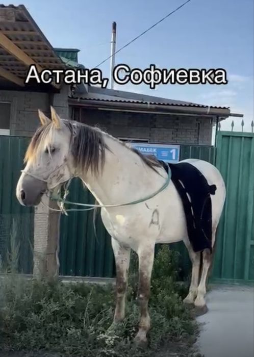 Продается табун лошадей (кобылы с жеребятами и жеребец)