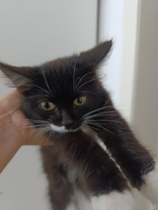 Котик бесплатноо