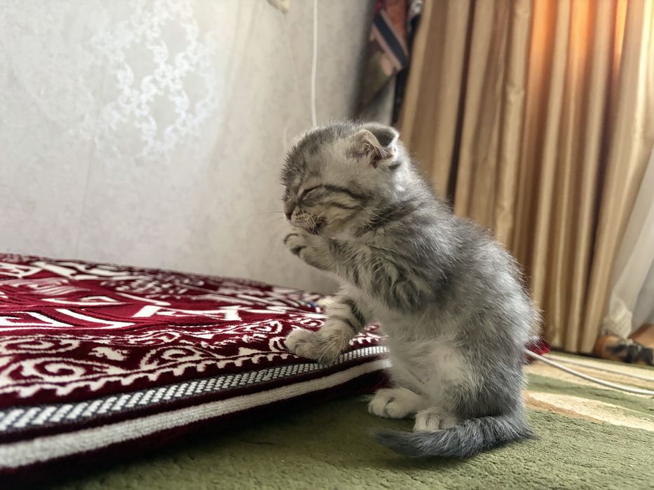Срочно!Шотландский вислоухий котёнок, 1.5 месяца, мальчик