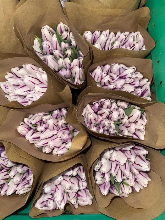 Тюльпаны Оптом Астана