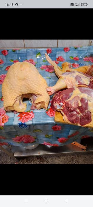 Vând curci și curcani