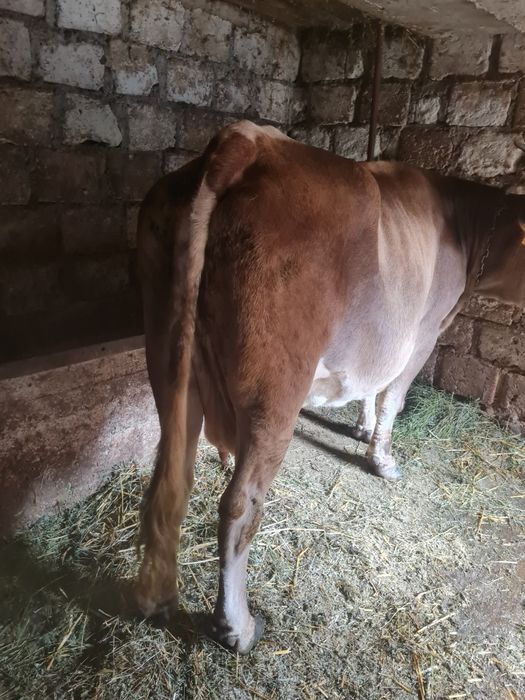 Vaca grasa de vânzare