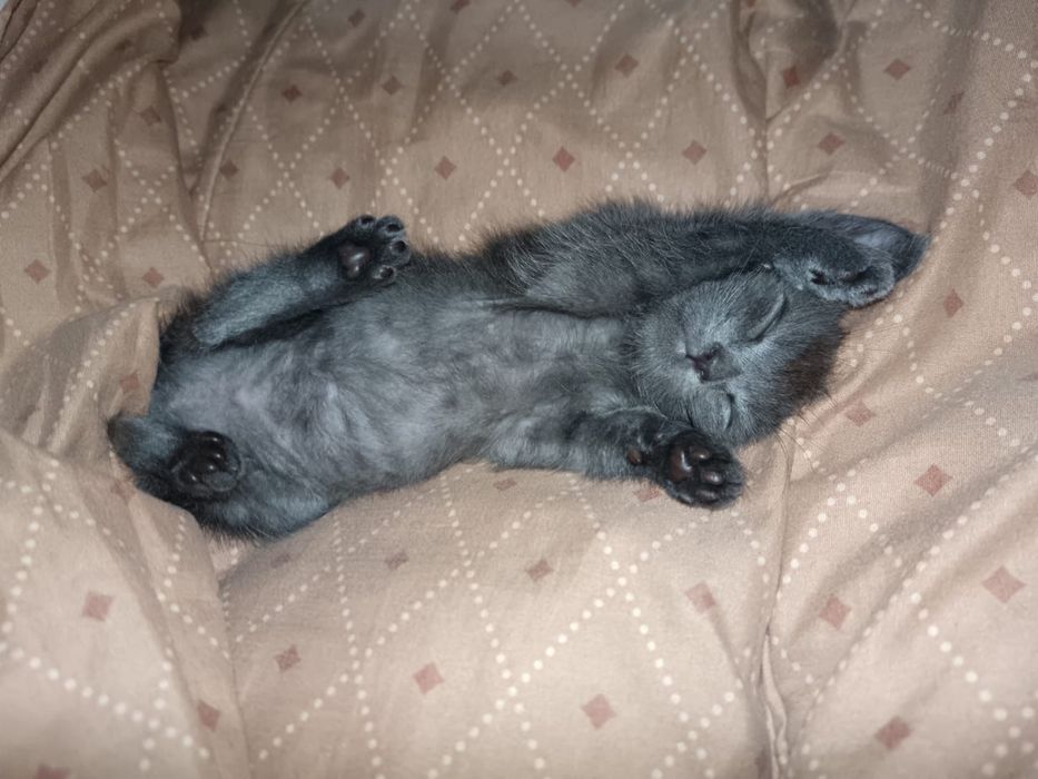 Отдам котенка в добрые руки
