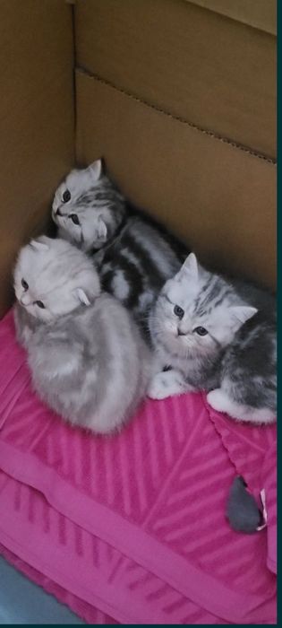 Шотландские котята