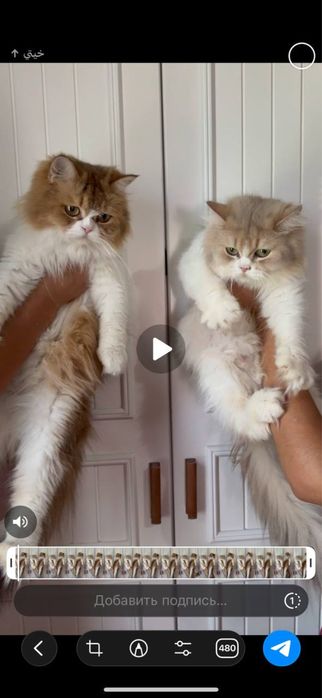 Продается котята и кошки