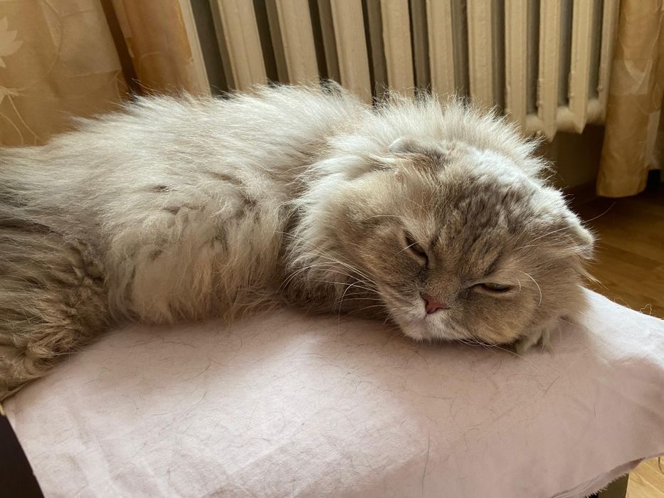 Отдам кота в добрые руки