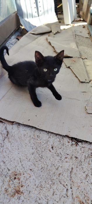 Pisicu spre adopție