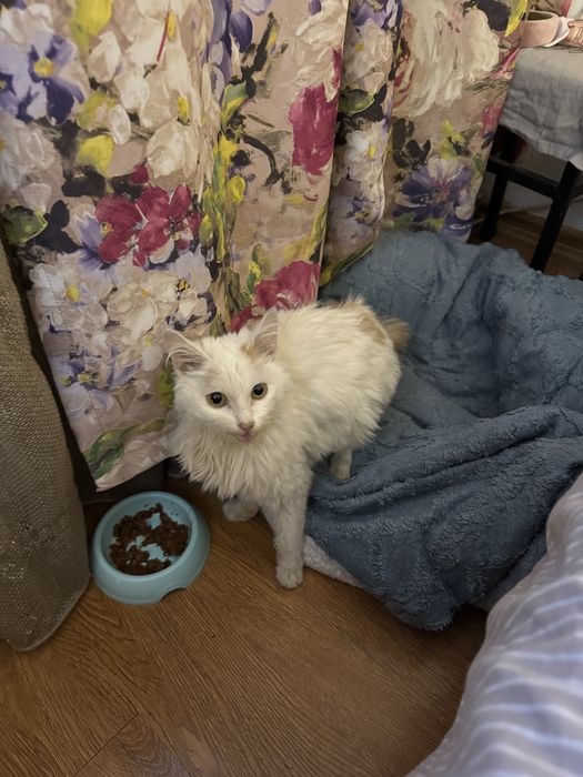 Ласковый котик ищет дом