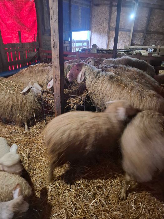 Oi de vanzare cu miei langa ele