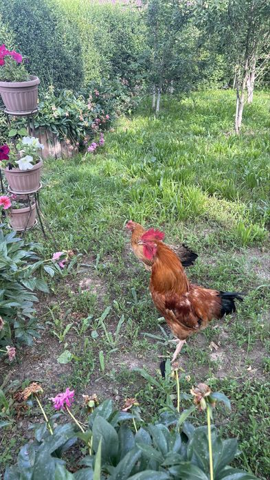Продам кур кученских.