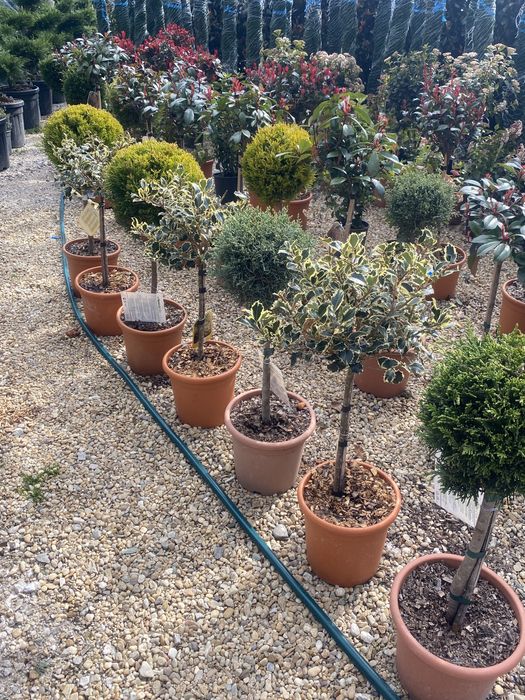 Copăcei pe tijă mai multe