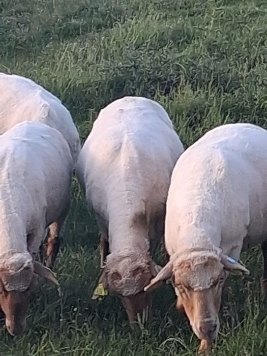 100 miele tigaie de tinut