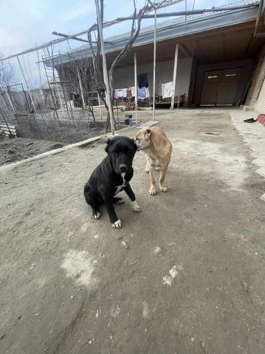 samarqand sartepo 97 mmmmmm