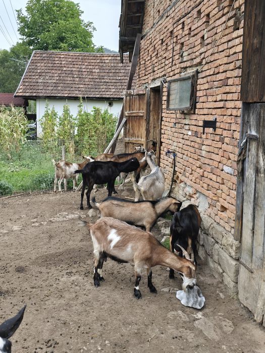 Capre carpatine, metișe