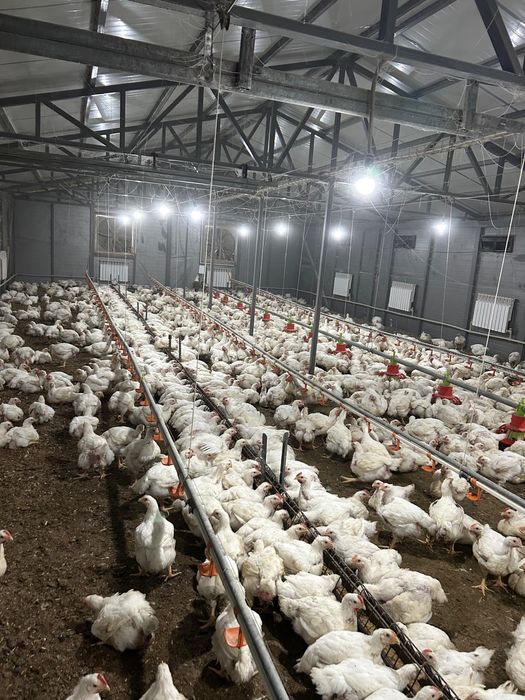 Бройлеры Живым весом