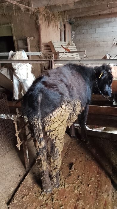 Бычок сатылады откормда тұр