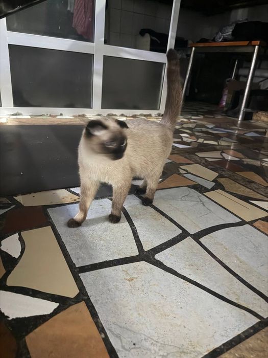 Одадим в хорошие руки