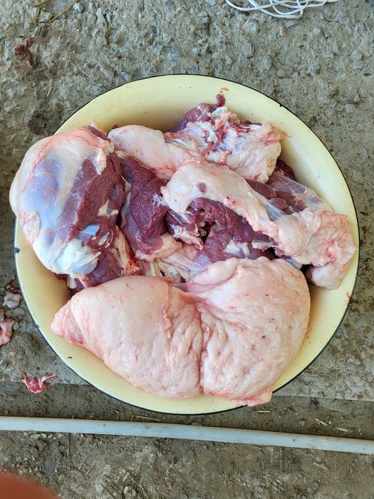 Токты   бар   Семиз