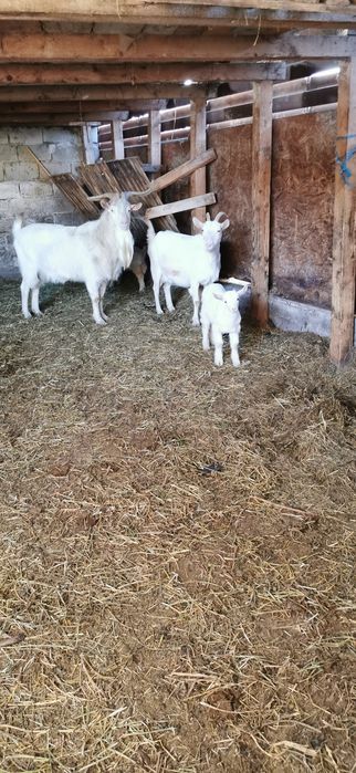 Vînd capre fatate cu cîte 2 iezi și un țap la pachet