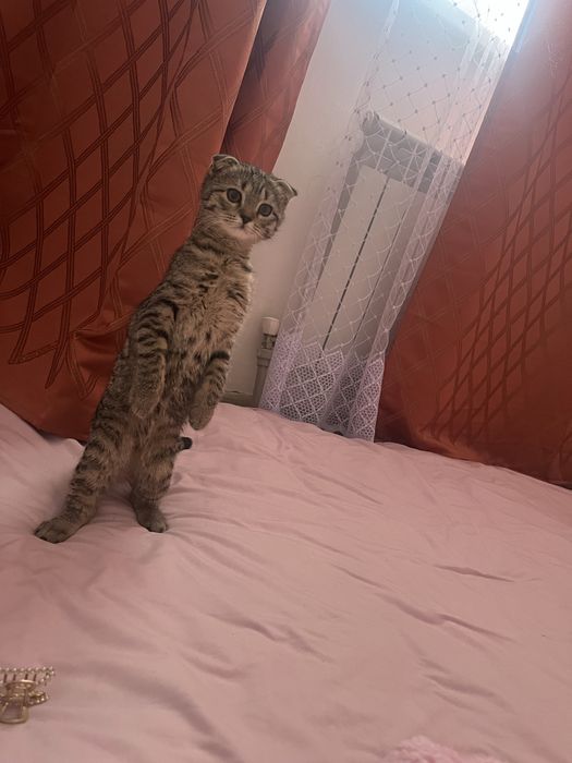 Вислоухая шотландская кошка (девочка)