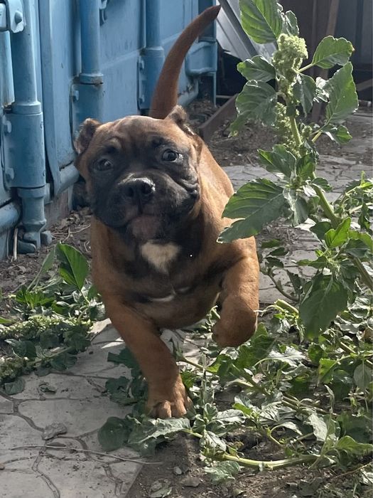 Щенки американский булли