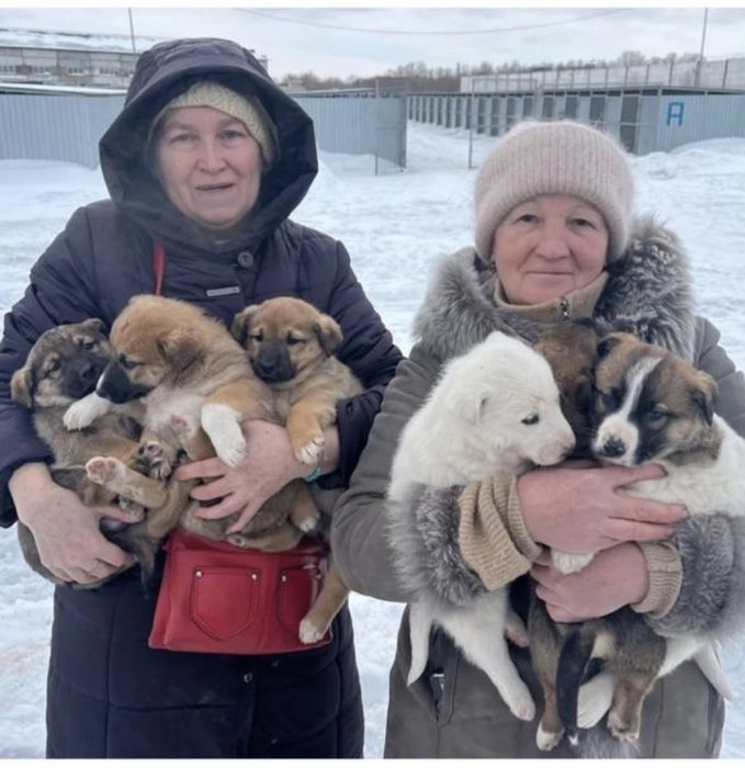 Щенята замерзают на улице