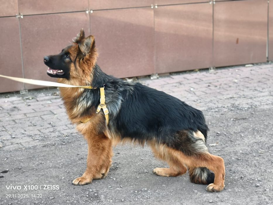 Немецкая овчарка длинношерстная.