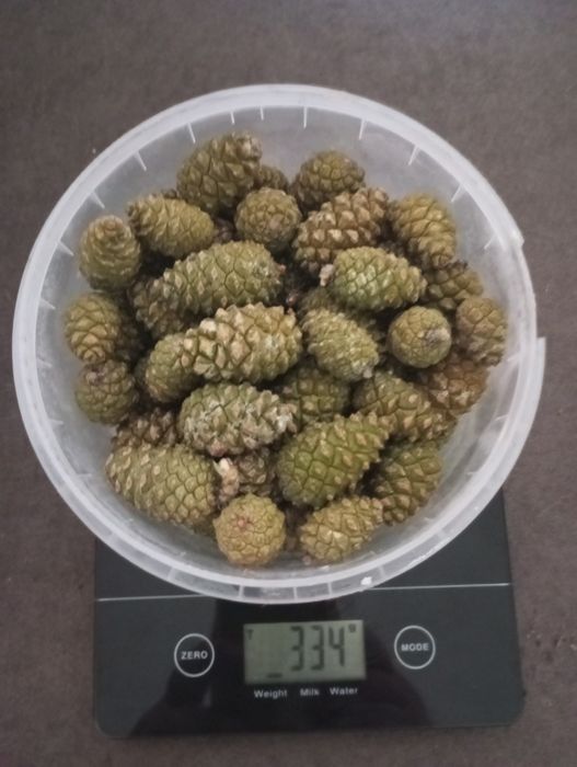 Шишка сосновая, молодая