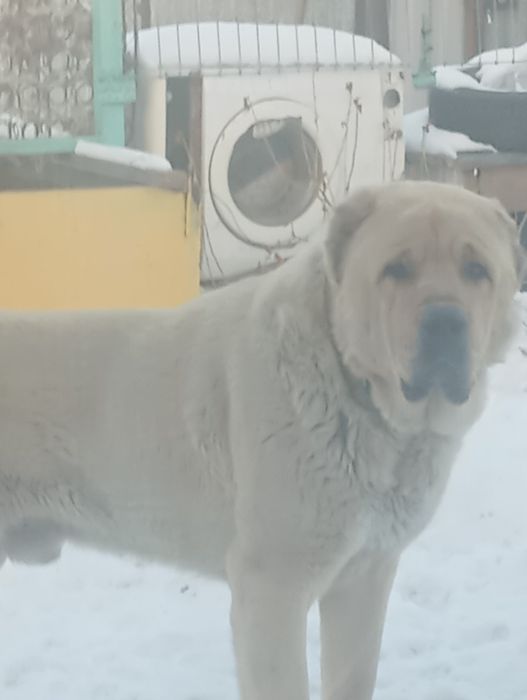 САО Алабай Караганда