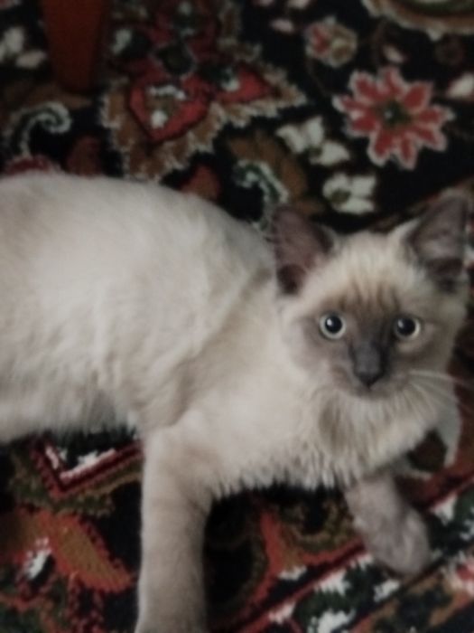 Пропал кот по улице фрунзе