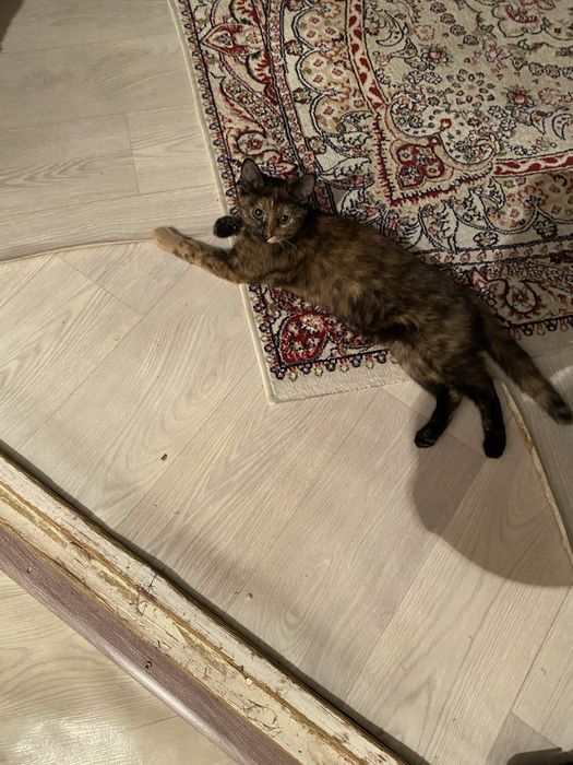 Отдам в добрые руки