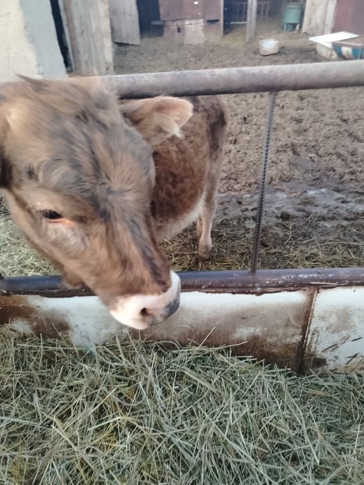 Корова с теленком