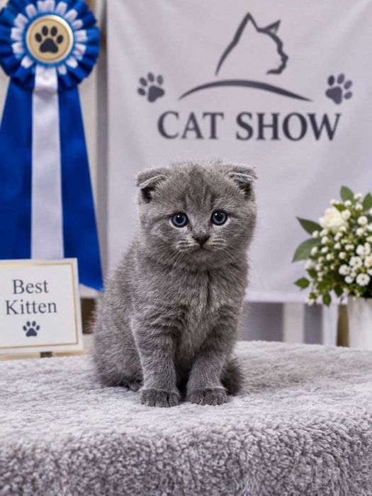Котята мальчишки Scottish fold & Straight