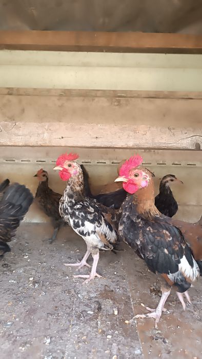 Продам карликовые кур.