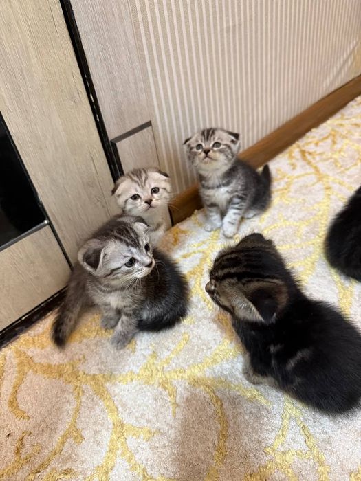 Мушукчалар сотилади