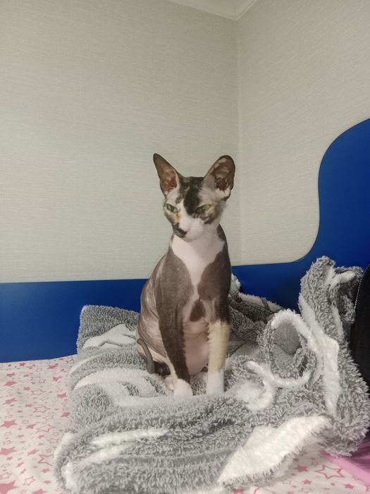 Отдам кошку Сфинкс. СРОЧНО!