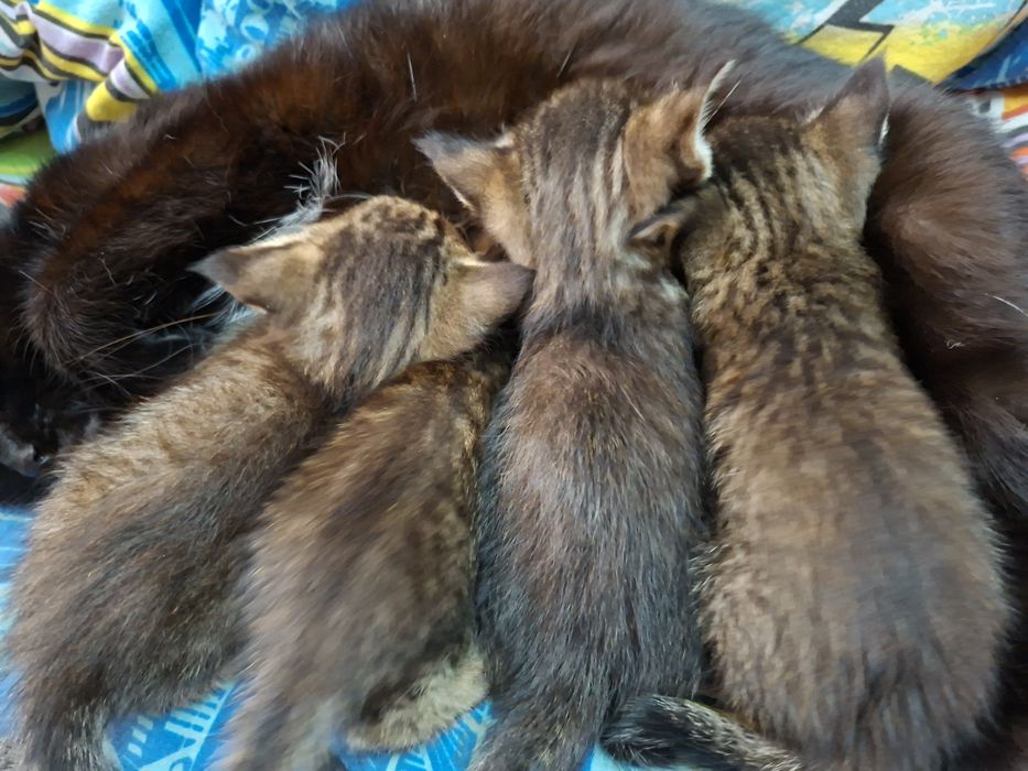 Отдам котят 1 месяц