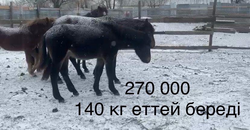 жабагылар сатылады