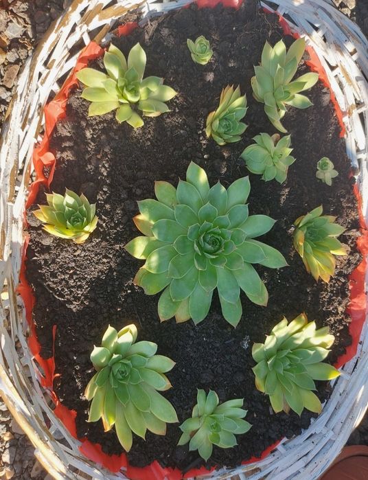 Flori suculente Sempervivum