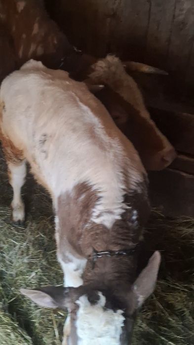 Vand vaca cu vițel