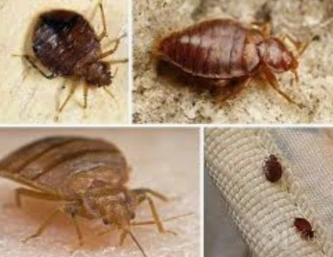 Продаю очень эфективный сухой порошокк от тараканов  пос-ных клапов .
