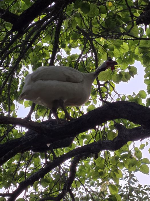 Сесарики иккита сотилади