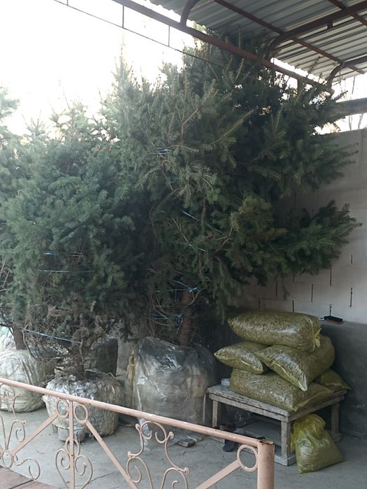 Арча галобой ел ун беш йилик беш туп яхши холатда саклансотил