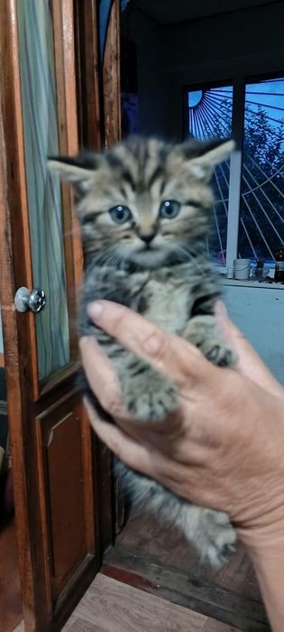 Котята британские